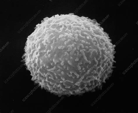 Sem Of Normal White Blood Cell Stock Image P2480067