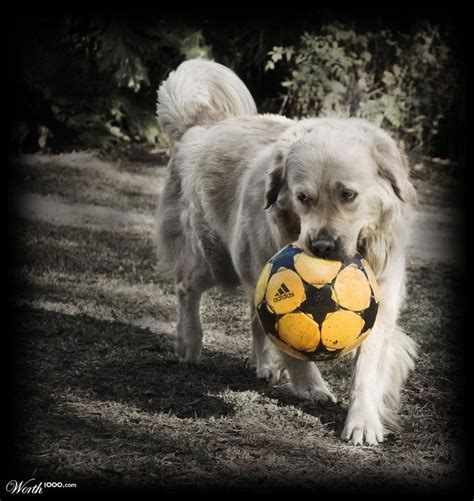 98 Best Images About Dogs Playing Soccer On Pinterest