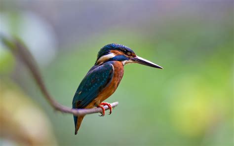 The Kingfisher Bird Beauty Of Bird