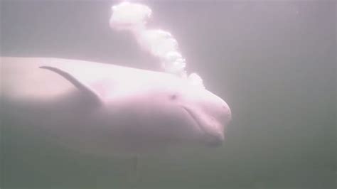 Beluga Cam Captures Churchills Playful Magical Whales Cbc News