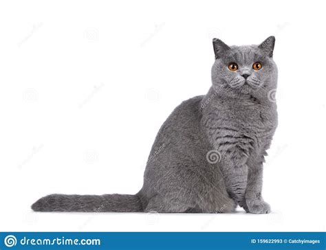 Blue Female British Shorthair Cat On White Stock Image Image Of