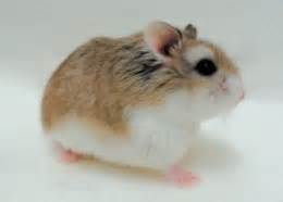 Male hamsters are called boars. Dwarf Hamster Care Sheet | Petco