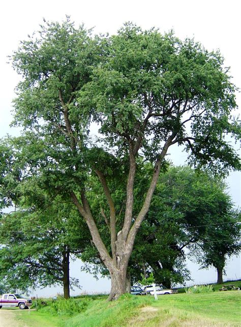 This cherry is 1 of the few modern cultivars that people across the united states are enjoying as a whole and demanding more of. Singing Nettles Herbal Clinic: The Wisdom of Trees