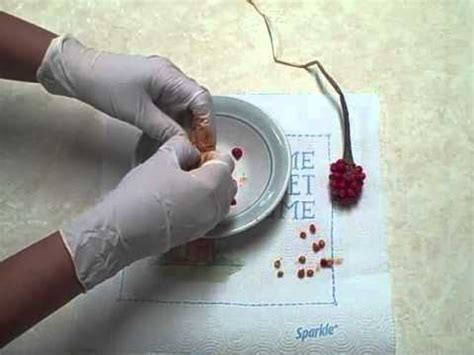 Flowers tiny, on a vertical clublike structure called a spadix. Collecting Seed from Jack in the Pulpit Plant - YouTube