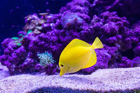 Yellow Tang For Your Aquarium Yellow Fish Tropical Fish Fish Wallpaper