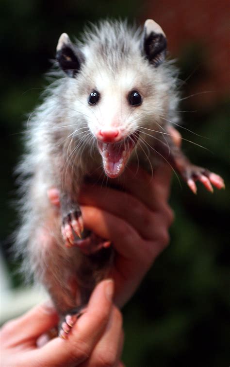 Filebaby Opossum