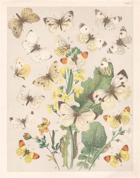 Unknown Butterflies English Antique Natural History Lepidoptera
