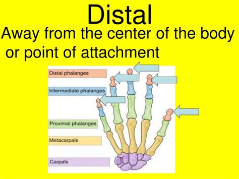 Define Distal Anatomy