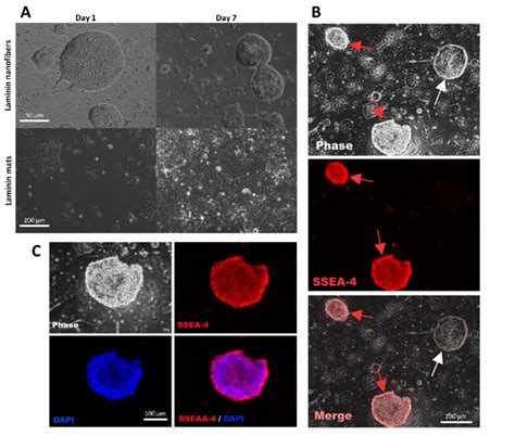 Human Embryonic Stem Cells Maintain Undifferentiated State On Laminin