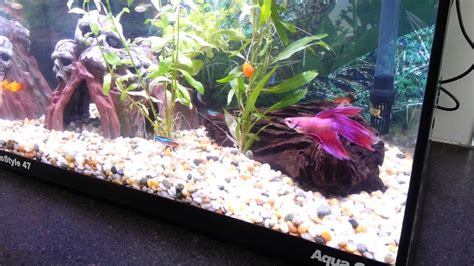 Siamese Fighter (Betta fish) in community tank - YouTube