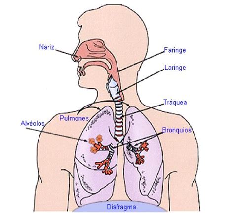 Understand To Learn Sistema Respiratorio