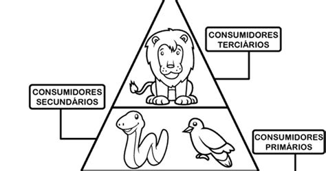 Cadeia Alimentar Atividades Exerc Cios Desenhos Colorir Imprimir I