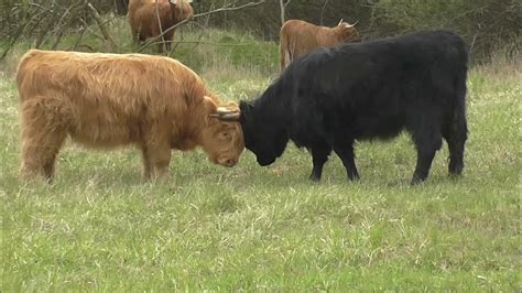 Highland Cattle Fighting Youtube