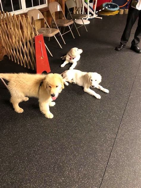 Puppies for sale from dog breeders near chattanooga, tennessee. Golden Retriever Puppies for sale near Memphis, TN within ...