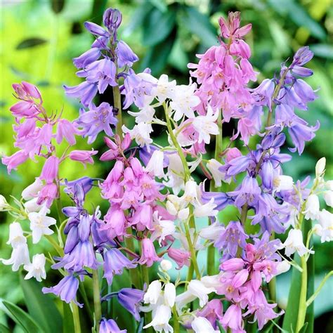 Spanish Bluebells Hyacinthoides Mix Easy To Grow Bulbs