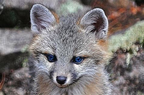 Baby Grey Fox With Sinatras Blue Eyes By Visualveritas On Deviantart