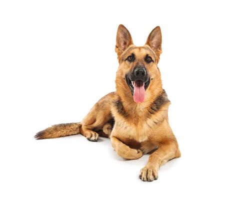 Are German Shepherds Good First Dogs Heres What To Know World Of Dogz