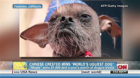 The 2012 Worlds Ugliest Dog Is Cnn Video