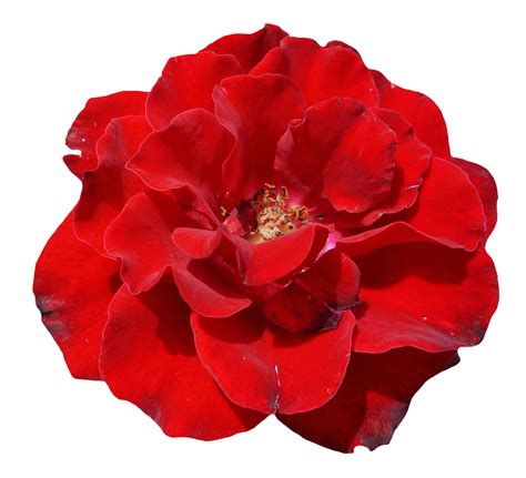 Rose Flower Png Image For Free Download