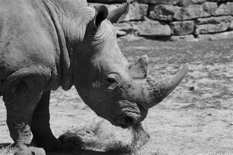 Free Images Black And White Wildlife Zoo Mammal Fauna Rhinoceros
