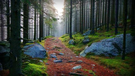 Forest Photography Beautiful Forest Forest Path