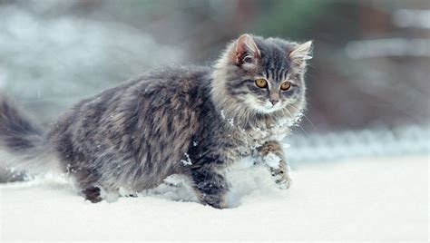How To Care For Feral Cats In Winter Cattime
