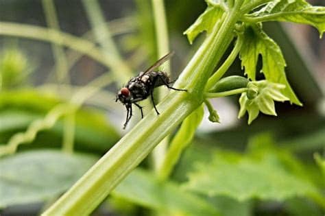Tan faltos de aire, tan llenos de nada, chatarra inservible, basura en el suelo, moscas en la casa. Mosca | Características, hábitat, reproducción ...