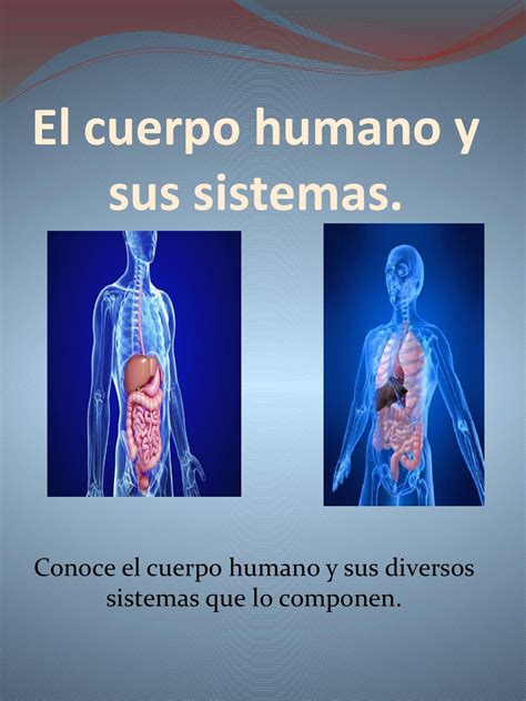 Sistemas Sistemas Del Cuerpo Humano