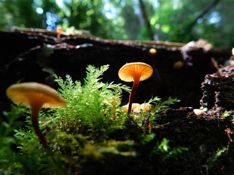 The Many Colors Of Mushrooms — Tennessee State Parks