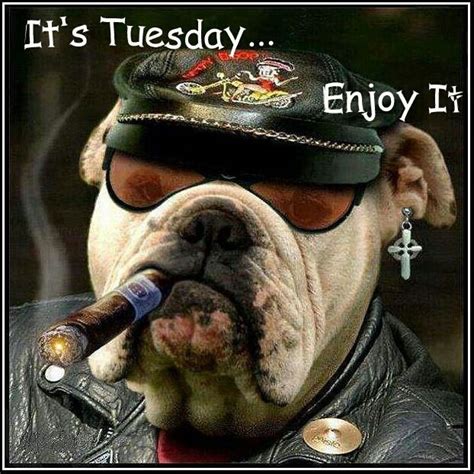64 funny quotes about tuesdays. 50+ Amazing Tuesday Morning Funny Quotes & Images