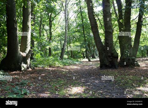 Trail Light Through The Leaves Woods Scenery Tree Bark Tree Trunks