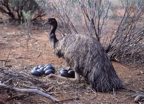 10 Incredible Emu Facts A Z Animals