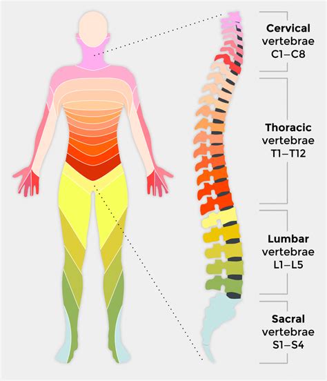 What Is A Spinal Cord Injury SCI First Aid For Free