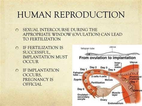 Ppt Human Reproduction Powerpoint Presentation Free Download Id