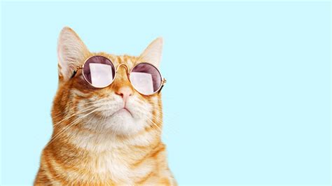 Closeup Portrait Of Funny Ginger Cat Wearing Sunglasses Isolated On