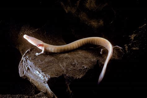 Rare Baby Dragons Discovered In Five New Caves Thanks To Dna New