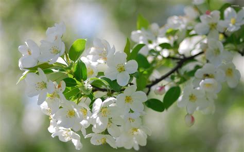 White Cherry Blossoms Wallpaper Flower Wallpapers 36554