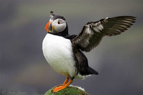 Atlantic Puffin Facts Pictures And More About Atlantic Puffin