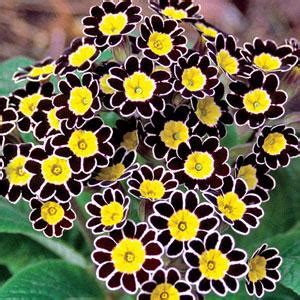 We did not find results for: 13 Beautiful and Easy Perennials for Shade and Sun - Paperblog