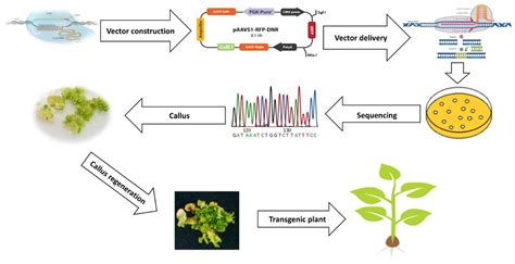 Ijms Free Full Text Transgenic Breeding Approaches For Improving