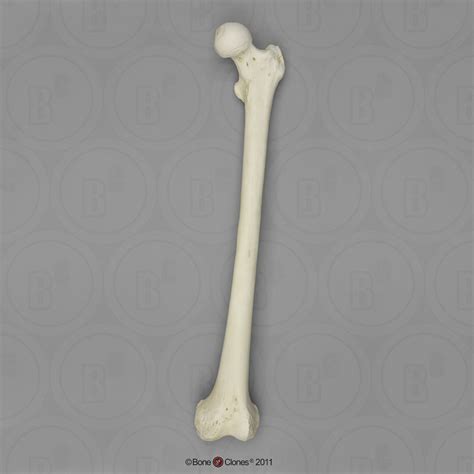 Human Male Asian Femur Bone Clones Inc Osteological Reproductions
