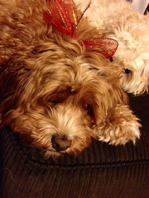 Welcome to pure bred pups in joice iowa! Christmas bow! | Christmas bows, Puppies, Cockapoo