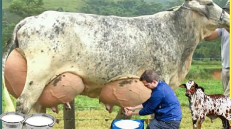 India S No Highly Milking Biggest Udder Gir Cow Litters Milk Gir Gay Farming Documentary