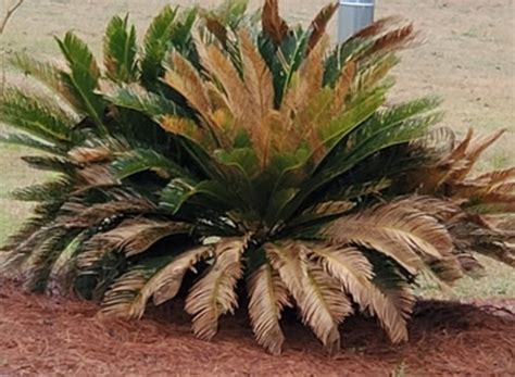 Sago Palm Cold Damage Ufifas Extension Wakulla County