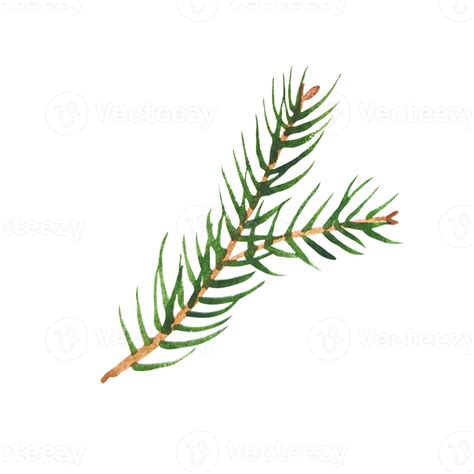 Watercolor Branches Of Evergreen Spruce And Thuja 11660745 Png