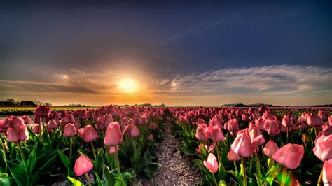 Bộ Sưu Tập Hình Nền Máy Tính Hoa Tulip Chất Lượng Cao Với Hơn 999 Hình