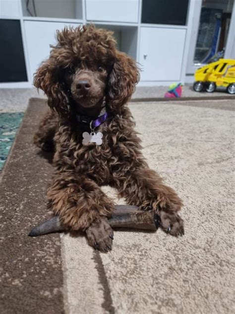 Purebred Tiny Toy Poodle 1 Year Old Not Desexed Female Dogs For Sale