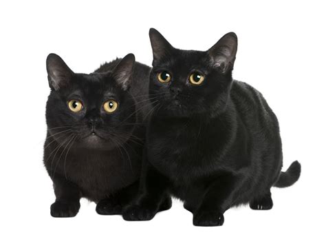 Pin By Heidi Rucki On Bombay Cat Black Cat Breeds Cat Breeds Cat