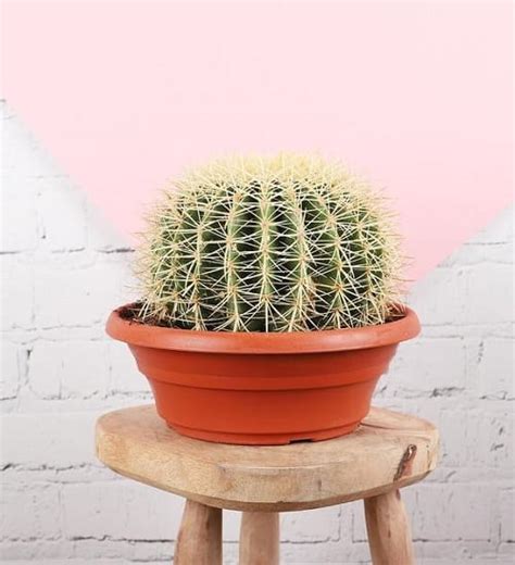 Golden barrel cactus is very easy to care for and can survive relatively dark conditions, however; 25 Best Indoor Cactus Plants for Home | Balcony Garden Web