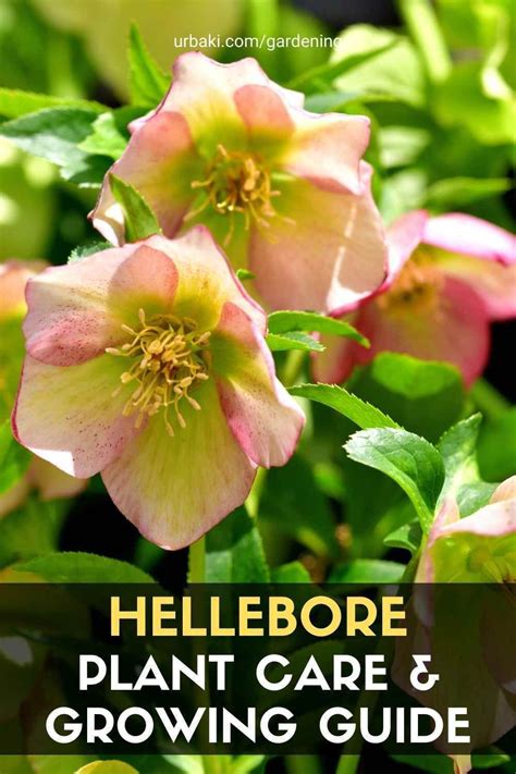 Hellebore Plant Care And Growing Guide Plants Plant Care Lenten Rose